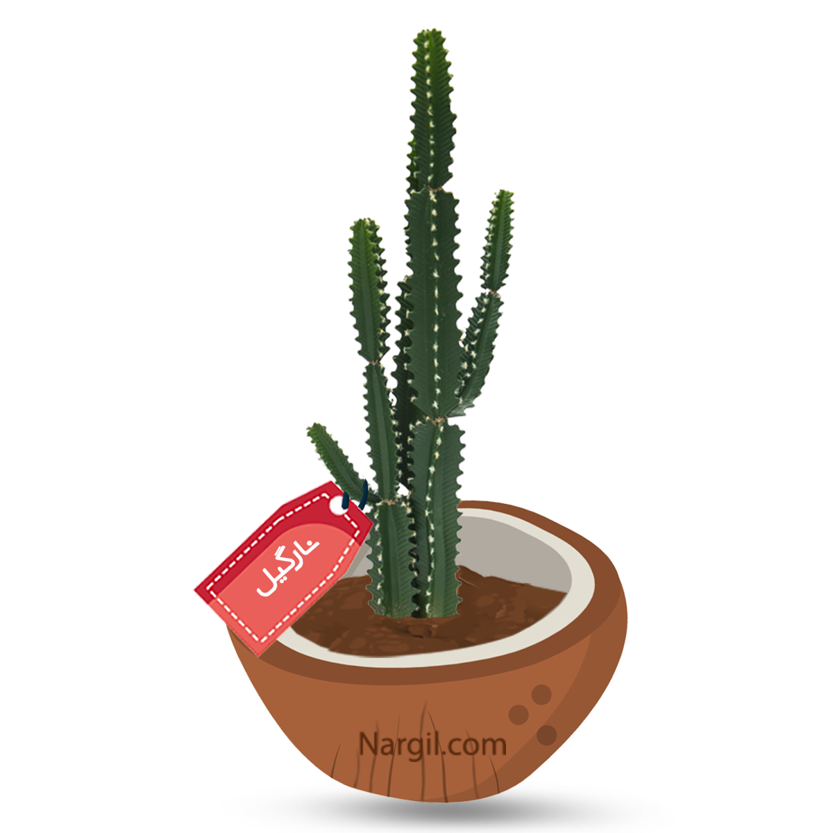  Nargil - Candelabra Tree